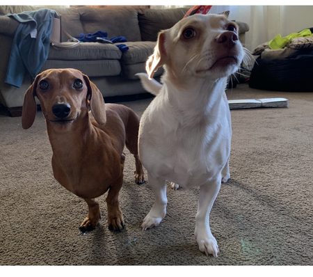 Cooper & Nani