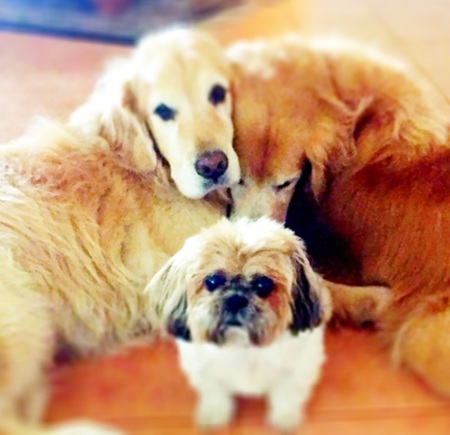 Tucker, Bear and Toby