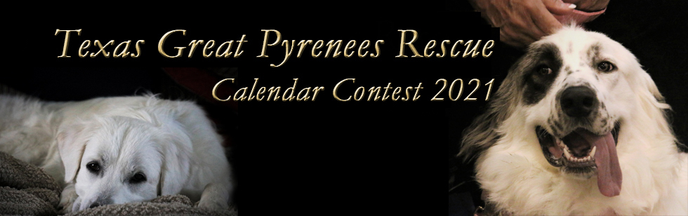 Banner for 2021 Texas Great Pyrenees Calendar Contest