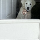 Entry image for Painter