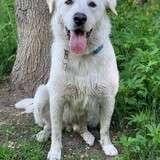 Entry image for Buzz