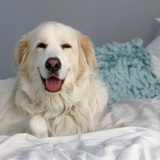 Entry image for Harry