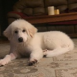 Entry image for Larson