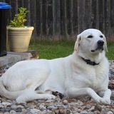 Entry image for Fern