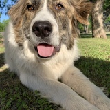 Entry image for Rocket