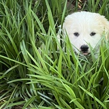 Entry image for Cooper