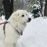 Entry image for Falkor