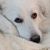 Entry image for Artemis