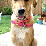 Entry image for Mitz (TGPR Alum Ochre 