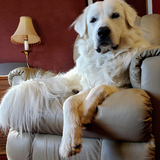 Entry image for Milo