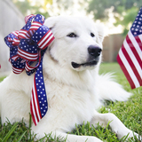 Entry image for Macie 