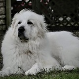 Entry image for Teddy