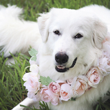 Entry image for Macie 