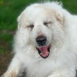 Entry image for Sheba 