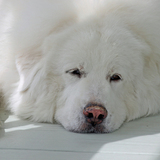 Entry image for Ellie