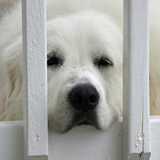 Entry image for Tally