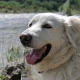 Entry image for Llama