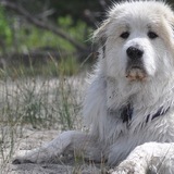 Entry image for Charmin