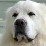 Entry image for Harley