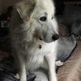 Entry image for Sophie