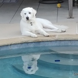 Entry image for Luna Bear Van Meter