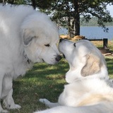 Entry image for Charmin and Paxton