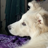 Entry image for Clifford