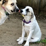 Entry image for Sugar and Gwen