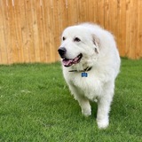 Entry image for Wilbur 