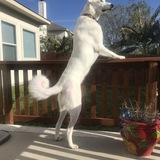 Entry image for Chloe