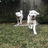 Entry image for Mama