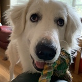 Entry image for Luna