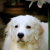 Entry image for Mojo