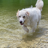 Entry image for Clifford