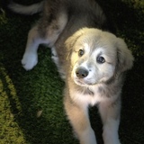 Entry image for Boone Bunger