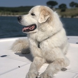 Entry image for Yeti