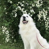 Entry image for Frodo