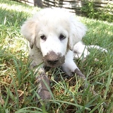 Entry image for Checote