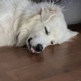 Entry image for Cassiopeia