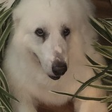 Entry image for Chloe