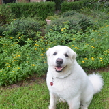 Entry image for Blanca Navidad