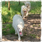 Entry image for Quincey, Quade, Quigley