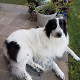 Entry image for Angus 