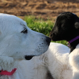 Entry image for Sasha