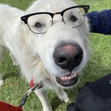 Entry image for Dougal