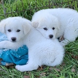 Entry image for Charlee and Poppy