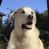 Entry image for Cody