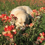 Entry image for Ellie