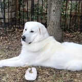 Entry image for Boudreaux