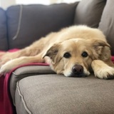 Entry image for Sparky